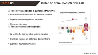 RUTAS DE SEÑALIZACIÓN CELULAR
Tema 01
McMurry, J. (2018)
3. Receptores asociados a quinasas (JAK/STAT)
• Activan factores de transcripción directamente
• Importantes en respuestas inmunes
• Ejemplo: citocinas
4. Receptores de canales iónicos
• La unión del ligando abre o cierra canales
• Cambios rápidos en potencial de membrana
• Ejemplo: neurotransmisores
 