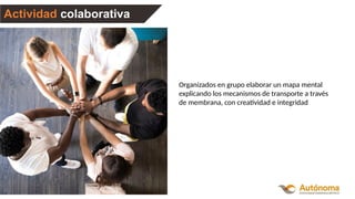 Actividad colaborativa
Organizados en grupo elaborar un mapa mental
explicando los mecanismos de transporte a través
de membrana, con creatividad e integridad
 