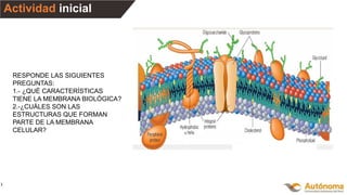 Actividad inicial
).
RESPONDE LAS SIGUIENTES
PREGUNTAS:
1.- ¿QUÉ CARACTERÍSTICAS
TIENE LA MEMBRANA BIOLÓGICA?
2.-¿CUÁLES SON LAS
ESTRUCTURAS QUE FORMAN
PARTE DE LA MEMBRANA
CELULAR?
 
