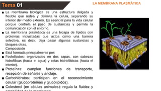 LA MEMBRANA PLASMÁTICA
Tema 01
▪ La membrana biológica es una estructura delgada y
flexible que rodea y delimita la célula, separando su
interior del medio externo. Es esencial para la vida celular
porque controla el paso de sustancias y permite la
comunicación con el entorno.
▪ La membrana plasmática es una bicapa de lípidos con
proteínas incrustadas que actúa como una barrera
selectiva, es decir, deja pasar algunas sustancias y
bloquea otras.
Composición
▪ Está formada principalmente por:
▪ Fosfolípidos: organizados en dos capas, con cabezas
hidrofílicas (hacia el agua) y colas hidrofóbicas (hacia el
interior).
▪ Proteínas: cumplen funciones de transporte,
recepción de señales y anclaje.
▪ Carbohidratos: participan en el reconocimiento
celular (glucoproteínas y glucolípidos).
▪ Colesterol (en células animales): regula la fluidez y
 
