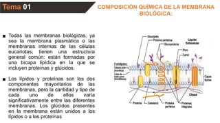 Tema 01 COMPOSICIÓN QUÍMICA DE LA MEMBRANA
BIOLÓGICA:
▪ Todas las membranas biológicas, ya
sea la membrana plasmática o las
membranas internas de las células
eucariotas, tienen una estructura
general común: están formadas por
una bicapa lipídica en la que se
incluyen proteínas y glúcidos.
▪ Los lípidos y proteínas son los dos
componentes mayoritarios de las
membranas, pero la cantidad y tipo de
cada uno de ellos varía
significativamente entre las diferentes
membranas. Los glúcidos presentes
en la membrana están unidos a los
lípidos o a las proteínas
 