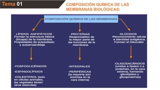 Tema 01 COMPOSICIÓN QUÍMICA DE LAS
MEMBRANAS BIOLÓGICAS:
 