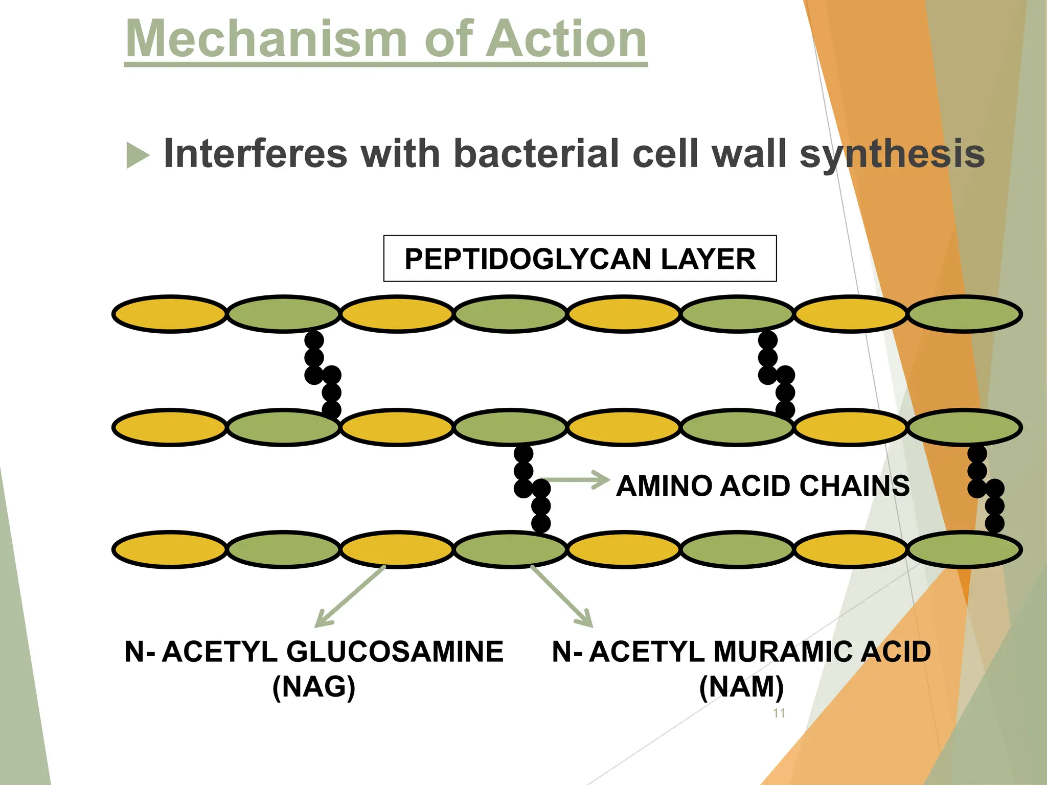 cell morphology and cell wall synthesis localisation... Antibiotics affecting cell wall synthesis | PPT
