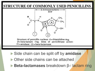  Side chain can be split off by amidase
 Other side chains can be attached
 Beta-lactamases breakdown β– lactam ring
10
 
