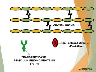 β- Lactam Antibiotic
(Penicillin)
TRANSPEPTIDASE
CROSS-LINKING
PENICILLIN BINDING PROTEINS
(PBPs)
(ANIMATION)
12
 