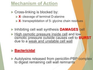 Mechanism of Action
 Cross-linking is blocked by:
 X- cleavage of terminal D-alanine
 X- transpeptidation of 5- glycine chain residues
 Inhibiting cell wall synthesis DAMAGES cell
 High osmotic pressure inside cell and low
osmotic pressure outside causes cell to BURST
due to a weak and unstable cell wall
 Bactericidal
 Autolysins released from penicillin-PBP complex
to digest remaining cell wall remnants
14
 