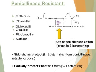 Penicillinase Resistant:
 Methicillin
 Cloxacillin
 Dicloxacillin
30
• Side chains protect β– Lactam ring from penicillinase
(staphylococcal)
• Partially protects bacteria from β– Lactam ring.
 Oxacillin
 Flucloxacillin
 Nafcillin
 