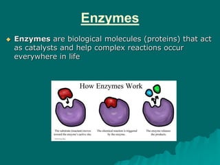 Enzymes
 Enzymes are biological molecules (proteins) that act
as catalysts and help complex reactions occur
everywhere in life
 
