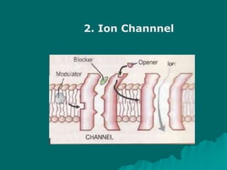 2. Ion Channnel
 