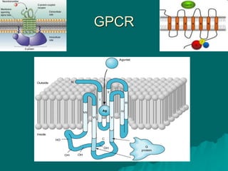 GPCR
 
