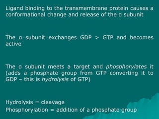 Ligand binding to the transmembrane protein causes a
conformational change and release of the α subunit
The α subunit exchanges GDP > GTP and becomes
active
The α subunit meets a target and phosphorylates it
(adds a phosphate group from GTP converting it to
GDP – this is hydrolysis of GTP)
Hydrolysis = cleavage
Phosphorylation = addition of a phosphate group
 