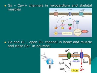  Gs – Ca++ channels in myocardium and skeletal
muscles
 Go and Gi – open K+ channel in heart and muscle
and close Ca+ in neurons.
 