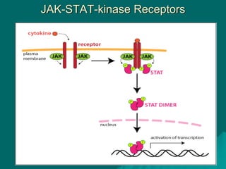 JAK-STAT-kinase Receptors
 