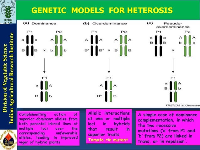 Heterosis Definition Biology – Heterosis: the patterns and genetic ...