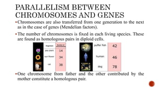Chromosomes are also transferred from one generation to the next
as in the case of genes (Mendelian factors).
The number of chromosomes is fixed in each living species. These
are found as homologous pairs in diploid cells.
One chromosome from father and the other contributed by the
mother constitute a homologous pair.
 