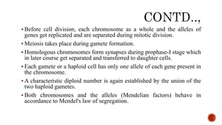  Before cell division, each chromosome as a whole and the alleles of
genes get replicated and are separated during mitotic division.
 Meiosis takes place during gamete formation.
 Homologous chromosomes form synapses during prophase-I stage which
in later course get separated and transferred to daughter cells.
 Each gamete or a haploid cell has only one allele of each gene present in
the chromosome.
 A characteristic diploid number is again established by the union of the
two haploid gametes.
 Both chromosomes and the alleles (Mendelian factors) behave in
accordance to Mendel's law of segregation.
 
