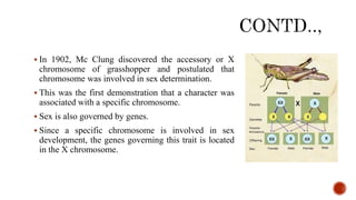  In 1902, Mc Clung discovered the accessory or X
chromosome of grasshopper and postulated that
chromosome was involved in sex determination.
 This was the first demonstration that a character was
associated with a specific chromosome.
 Sex is also governed by genes.
 Since a specific chromosome is involved in sex
development, the genes governing this trait is located
in the X chromosome.
 