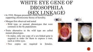  In 1910, Morgan presented a more direct evidence
supporting chromosome theory of heredity.
 Morgan first observed and noted
 Wild type, or normal, phenotypes that were
common in the fly populations
 Traits alternative to the wild type are called
mutant phenotypes.
 In males, only one copy of a sex-linked gene is
required in order for them to express a trait,
such as white eyes.
 Two copies are required in females.
 