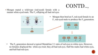  Morgan mated a wild-type (red-eyed) female with a
mutant white-eyed male. The F1 offspring all had red eyes
• The F2 generation showed a typical Mendelian 3:1 ratio of red eyes to white eyes. However,
no females displayed the white-eye trait; they all had red eyes. Half the males had white eyes,
and half had red eyes.
• Morgan then bred an F1 red-eyed female to an
F1 red-eyed male to produce the F2 generation.
 