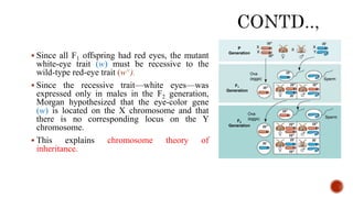  Since all F1 offspring had red eyes, the mutant
white-eye trait (w) must be recessive to the
wild-type red-eye trait (w+).
 Since the recessive trait—white eyes—was
expressed only in males in the F2 generation,
Morgan hypothesized that the eye-color gene
(w) is located on the X chromosome and that
there is no corresponding locus on the Y
chromosome.
 This explains chromosome theory of
inheritance.
P
Generation
F1
Generation
F2
Generation
Ova
(eggs)
Ova
(eggs)
Sperm
Sperm
X
X
X
X
Y
WW+
W+
W
W+
W+ W+
W+
W+
W+
W+
W+
W
W+
W W
W
 