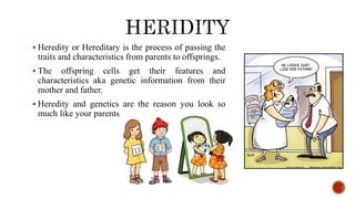  Heredity or Hereditary is the process of passing the
traits and characteristics from parents to offsprings.
 The offspring cells get their features and
characteristics aka genetic information from their
mother and father.
 Heredity and genetics are the reason you look so
much like your parents
 