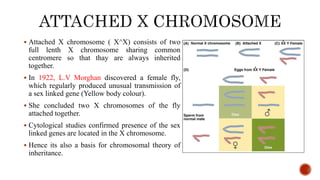  Attached X chromosome ( X^X) consists of two
full lenth X chromosome sharing common
centromere so that thay are always inherited
together.
 In 1922, L.V Morghan discovered a female fly,
which regularly produced unusual transmission of
a sex linked gene (Yellow body colour).
 She concluded two X chromosomes of the fly
attached together.
 Cytological studies confirmed presence of the sex
linked genes are located in the X chromosome.
 Hence its also a basis for chromosomal theory of
inheritance.
 