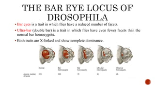  Bar eyes is a trait in which flies have a reduced number of facets.
 Ultra-bar (double bar) is a trait in which flies have even fewer facets than the
normal bar homozygote.
 Both traits are X-linked and show complete dominance.
 