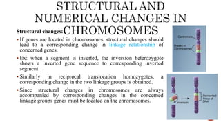 Structural changes:
 If genes are located in chromosomes, structural changes should
lead to a corresponding change in linkage relationship of
concerned genes.
 Ex: when a segment is inverted, the inversion heterozygote
shows a inverted gene sequence to corresponding inverted
segment.
 Similarly in reciprocal translocation homozygotes, a
corresponding change in the two linkage groups is obtained.
 Since structural changes in chromosomes are always
accompanied by corresponding changes in the concerned
linkage groups genes must be located on the chromosomes.
 