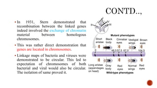  In 1931, Stern demonstrated that
recombination between the linked genes
indeed involved the exchange of chromatin
material between homologous
chromosomes.
 This was rather direct demonstration that
genes are located in chromosomes.
 Linkage maps of bacteria and viruses were
demonstrated to be circular. This led to
expectation of chromosomes of both
bacterial and viral would also be circular.
The isolation of same proved it.
Mutant phenotypes
Short
aristae
Black
body
Cinnabar
eyes
Vestigial
wings
Brown
eyes
Long aristae
(appendages
on head)
Gray
body
Red
eyes
Normal
wings
Red
eyes
Wild-type phenotypes
II
Y
I
X IV
III
0 48.557.5 67.0 104.5
 