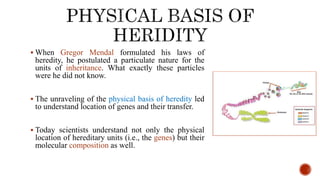  When Gregor Mendal formulated his laws of
heredity, he postulated a particulate nature for the
units of inheritance. What exactly these particles
were he did not know.
 The unraveling of the physical basis of heredity led
to understand location of genes and their transfer.
 Today scientists understand not only the physical
location of hereditary units (i.e., the genes) but their
molecular composition as well.
 