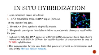  Gene expression occurs as follows:
1. RNA polymerase produces RNA copies (mRNA)
of one strand of the gene.
2. The mRNA direct synthesis of specific protein.
3. The protein participates in cellular activities to produce the phenotype specified by
the gene.
 Radioactive labelled DNA copies of different mRNA molecules have been shown
to base-pair with DNA in different but specific location of chromosomes in case of
IN SITU hybridization.
 This demonstrates beyond any doubt that genes are present in chromosomes and
they are the physical basis of heredity.
 