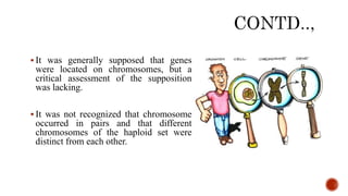  It was generally supposed that genes
were located on chromosomes, but a
critical assessment of the supposition
was lacking.
 It was not recognized that chromosome
occurred in pairs and that different
chromosomes of the haploid set were
distinct from each other.
 