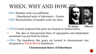 1902-Correns proposed that genes are located on chromosomes.
 The idea of chromosomal basis of segregation and independent
assortment was put forth by Sutton.
1903- The hypothesis that genes are located in chromosomes was
designated as Sutton-Boveri hypothesis.
Chromosomal theory of Inheritance
1865- Mendels work was published.
Hypothetical units of inheritance - Factors
1900- Reconstitution of mendels work was done.
W. Sutton T.Boveri
 