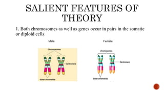 1. Both chromosomes as well as genes occur in pairs in the somatic
or diploid cells.
 
