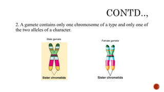 2. A gamete contains only one chromosome of a type and only one of
the two alleles of a character.
 