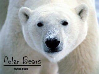 Polar Bears
   Chaisse Skeens
      l
 