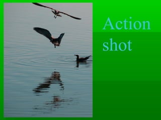 Action
shot
 