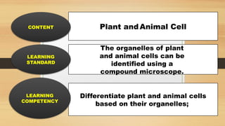 final power point plant and animalcell.pptx