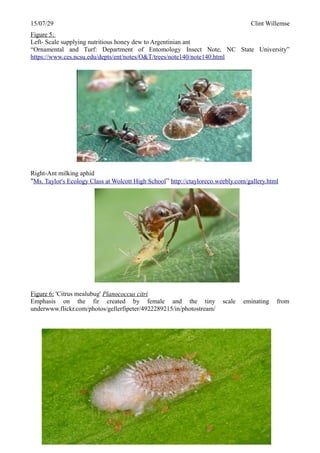 Final p pa insect | ODT