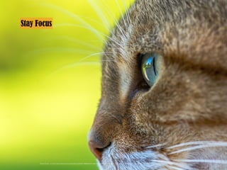 Photo Credit: <a href="https://www.ﬂickr.com/photos/130252311@N02/22717967730/">bmpala2</a> via <a href="http://compﬁght.com">Compﬁght</a> <a href="https://www.ﬂickr.com/help/general/#147">cc</a>
Stay Focus
 