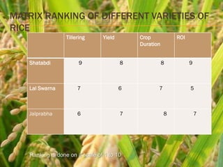 MATRIX RANKING OF DIFFERENT VARIETIES OF
RICE
                 Tillering      Yield       Crop           ROI
                                            Duration


   Shatabdi            9                8              8         9



   Lal Swarna         7                 6          7             5



   Jalprabha          6                 7              8             7




   Ranking is done on a scale of 1 to 10
 