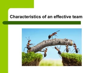 Characteristics of an effective team
 