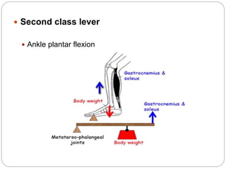  Second class lever
 Ankle plantar flexion
 