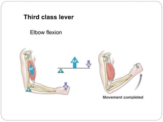 Third class lever
Elbow flexion
 