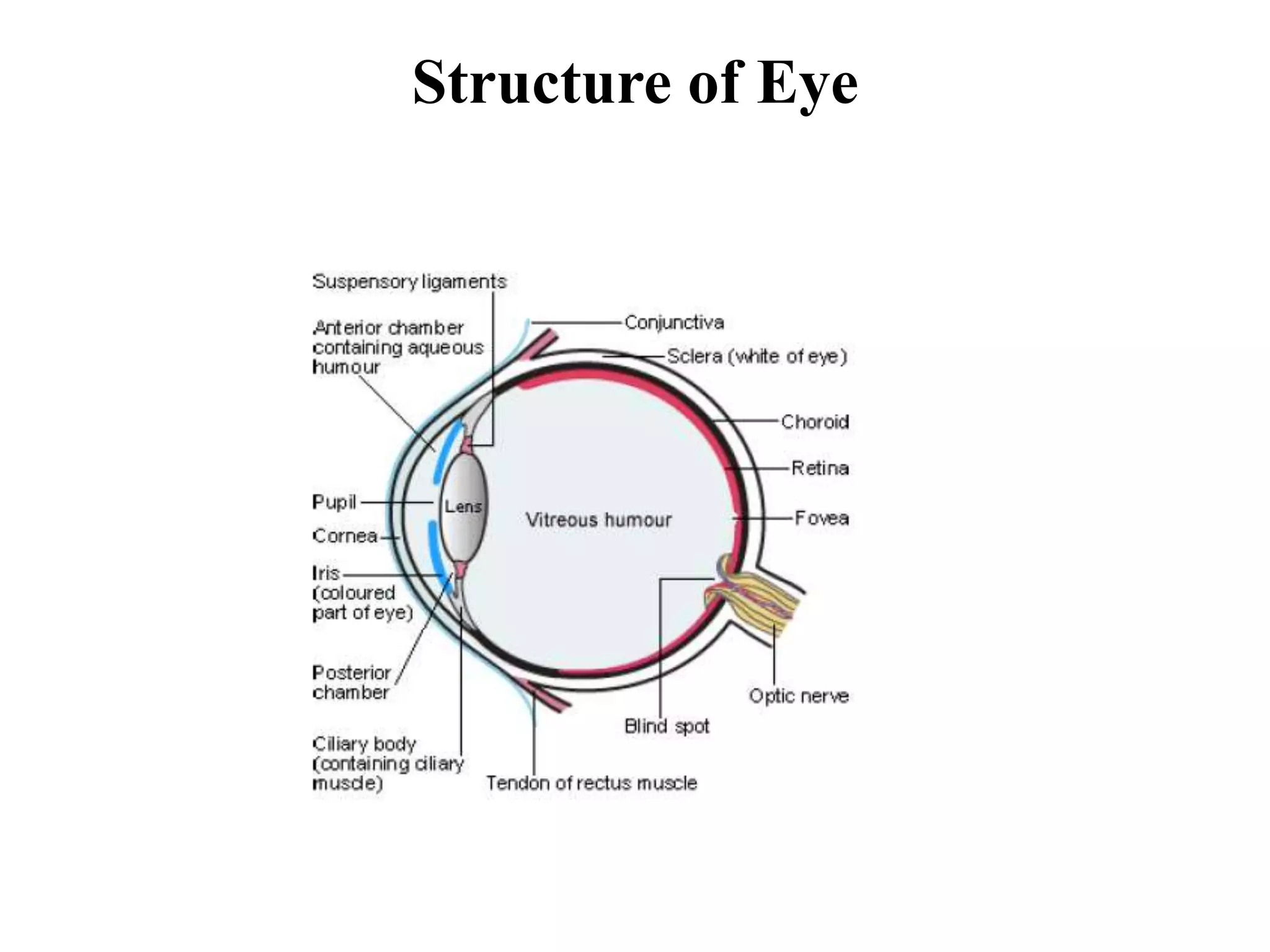 Structure of Eye
 