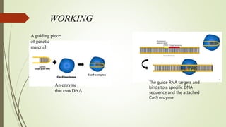 WORKING
An enzyme
that cuts DNA
A guiding piece
of genetic
material
The guide RNA targets and
binds to a specific DNA
sequence and the attached
Cas9 enzyme
 