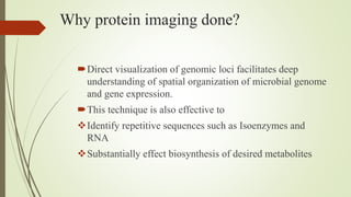 Why protein imaging done?
Direct visualization of genomic loci facilitates deep
understanding of spatial organization of microbial genome
and gene expression.
This technique is also effective to
Identify repetitive sequences such as Isoenzymes and
RNA
Substantially effect biosynthesis of desired metabolites
 