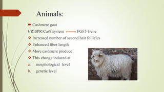 Animals:
 Cashmere goat
CRISPR/Cas9 system FGF5 Gene
 Increased number of second hair follicles
 Enhanced fiber length
 More cashmere produce
 This change induced at
a. morphological level
b. genetic level
 