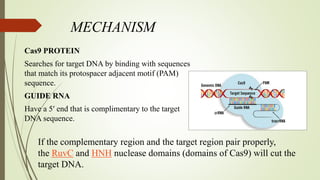 MECHANISM
Cas9 PROTEIN
Searches for target DNA by binding with sequences
that match its protospacer adjacent motif (PAM)
sequence.
GUIDE RNA
Have a 5′ end that is complimentary to the target
DNA sequence.
If the complementary region and the target region pair properly,
the RuvC and HNH nuclease domains (domains of Cas9) will cut the
target DNA.
 