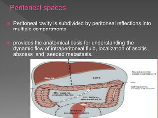 peritoneum | PPTX